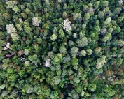 Die Drohnenaufnahme vom PrimaKlima zeigt einen Urwald in Indonesien, der durch die Kompensationsleistungen u.a. der KDE Transport GmbH erhalten wird.